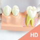 Dental Model: Tooth, Root and Pulp Anatomy - VideoHive Item for Sale