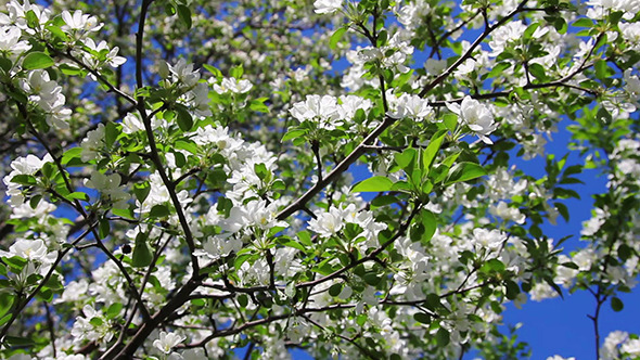Blossom Apple Tree Branches