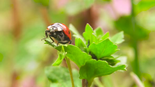 Ladybug