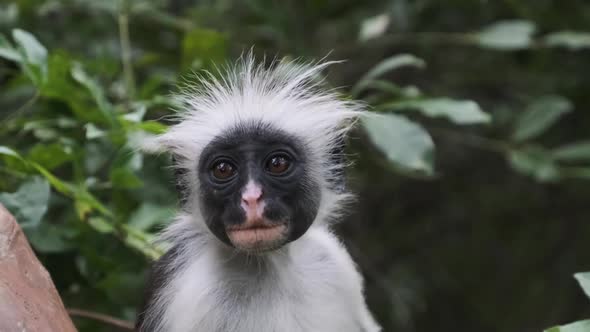 Red Colobus Monkey Sitting on Branch in Jozani Tropical Forest Zanzibar Africa