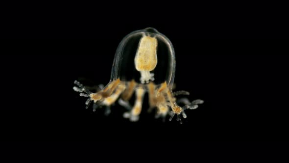 Small Medusa Under a Microscope, Class Hydrozoa, Type Cnidaria, Family: Cladonematidaesize, About 