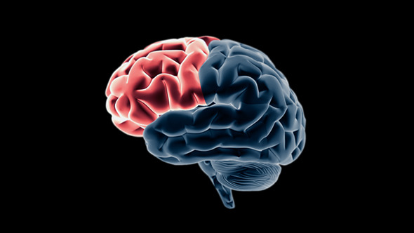 Brain Structures 2 alt