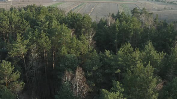 Road in the Forest