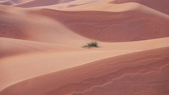 Horizonless Sand Dunes in Wahiba Sands Desert, Oman