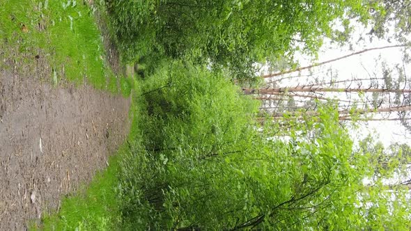 Vertical Video of a Forest with Pine Trees