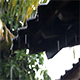 Rain Falling Down from the Roof 3 - VideoHive Item for Sale