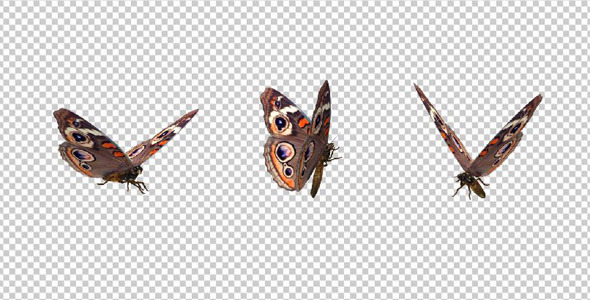 Flying Butterfly - American Buckeye alt