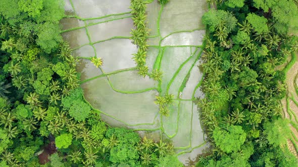 Aerial View of Rice Terraces. Landscape with Drone. Bali, Indonesia.