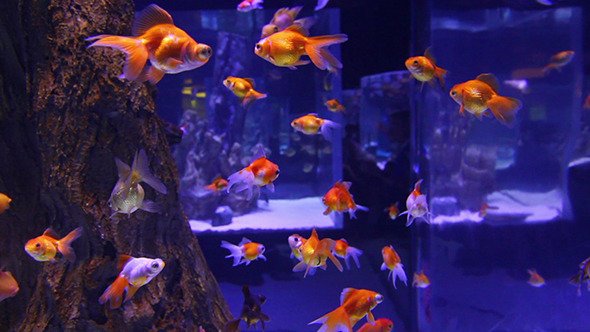 Many Goldfishes In Aquarium