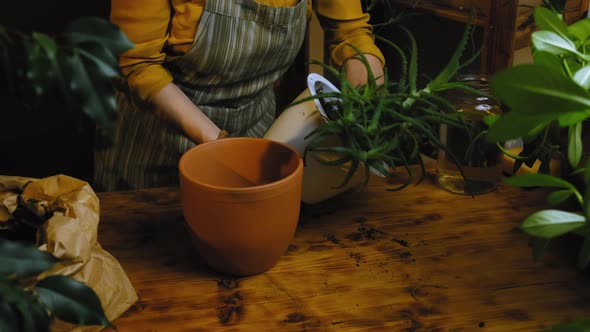 Florist Replanting Aloe Vera Plant Into Ceramic Pot