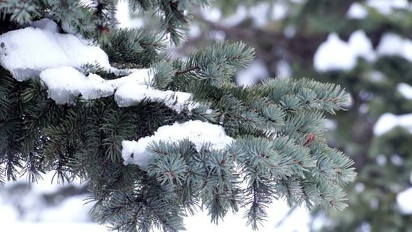 Fur-Tree Branch with Snow