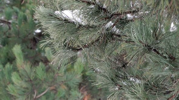 Pine Branch with Melting Snow