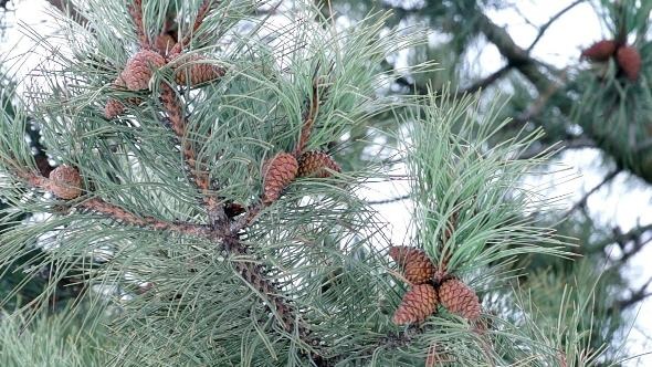 Pine Branch with Cones and Melting Snow