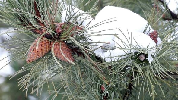 Pine Branch with Cones and Melting Snow