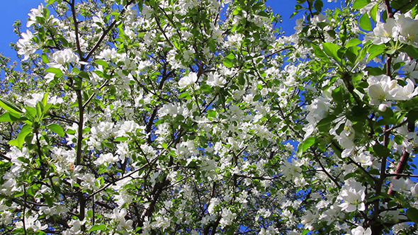 Blossom Apple Tree Branches