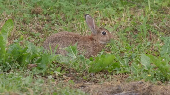 Bunny, Wild European Rabbit Eating Grass, Close Up
