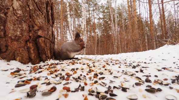 Squirrel Eating Nuts and Seeds