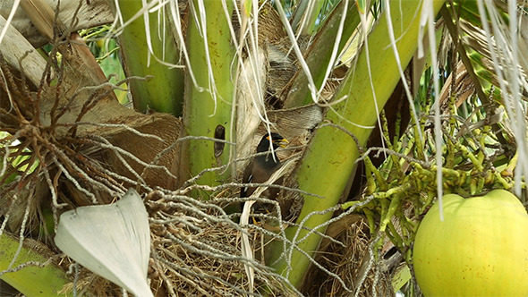 Myna Nest