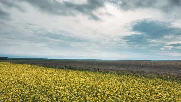 Drone Lapse Hyperlapse Aerial View Of Agricultural Landscape With Flowering Blooming Canola Colza