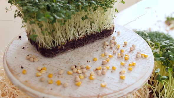 The Green Tiny Seedlings Are in the Potting Soil Set on the Table