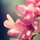 April Dream