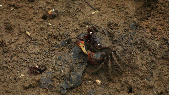 Crab Eating