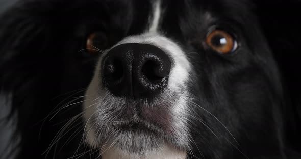 Border Collie Dog, Portrait of male, Close up of the Nose, Slow motion 4K