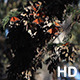 Monarch Butterfly Cluster in Pismo Beach - VideoHive Item for Sale
