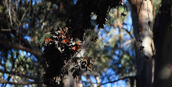 Monarch Butterfly Cluster in Pismo Beach