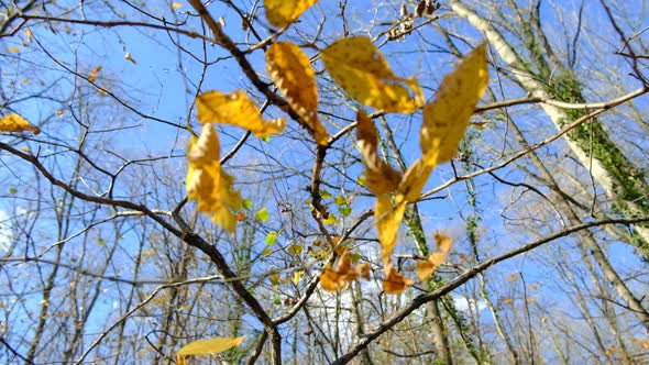 Yellow Leaves