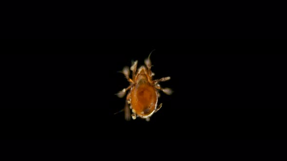 Mite Oribatida Under Microscope, Order Sarcoptiformes