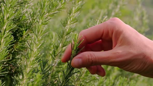 Fresh Rosemary Herb Grows Outdoor