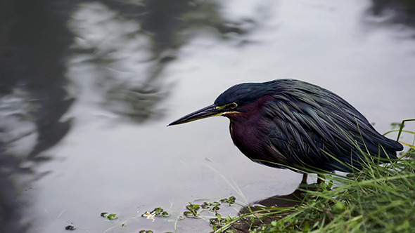 Green Heron Standing Still In Water