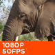 Elephants Eating - VideoHive Item for Sale