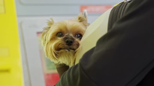 Yorkshire Terrier Sits in a Dog Carrier Backpack and Looks at the Camera