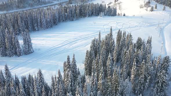 Winter Forest on a Sunny Day