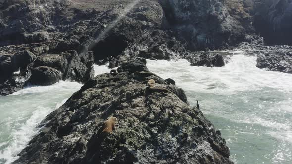 Aerial drone footage of seals laying on ocean rocks, surrounded by crashing waves in the Pacific oce
