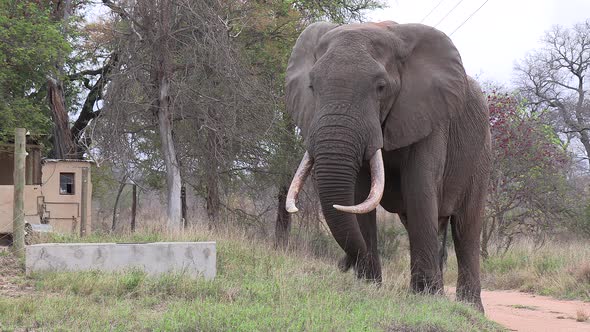 Elephant bull with large tusks grazes next to small cabin in village