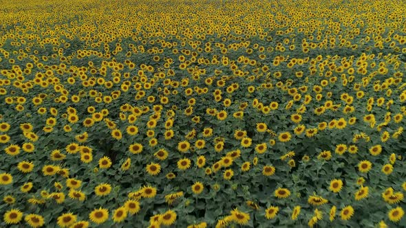 Flowers Yellow Fields