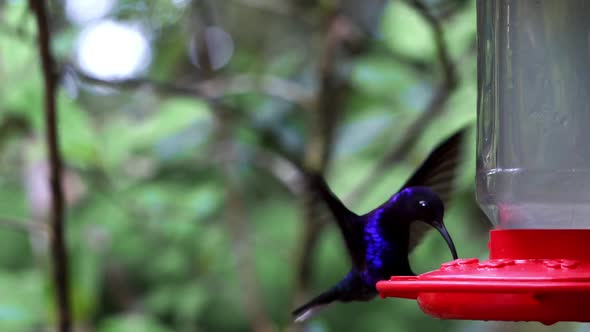 slow motion close up of Hummingbirds flying in tropical natural rain forest jungle, colourful bird