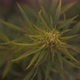 a Green Cannabis Plant Close Up - VideoHive Item for Sale