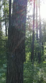 Vertical Video of a Summer Green Forest with Trees During the Day Slow Motion