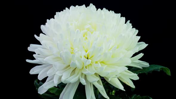 Time Lapse of Beautiful White Chrysanthemum Flower Opening Against a Black Background