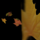 Great Autumn Leaves Transition - VideoHive Item for Sale