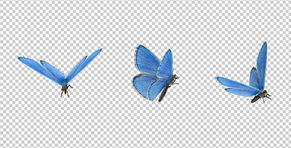 Flying Butterfly - Blue Adonis