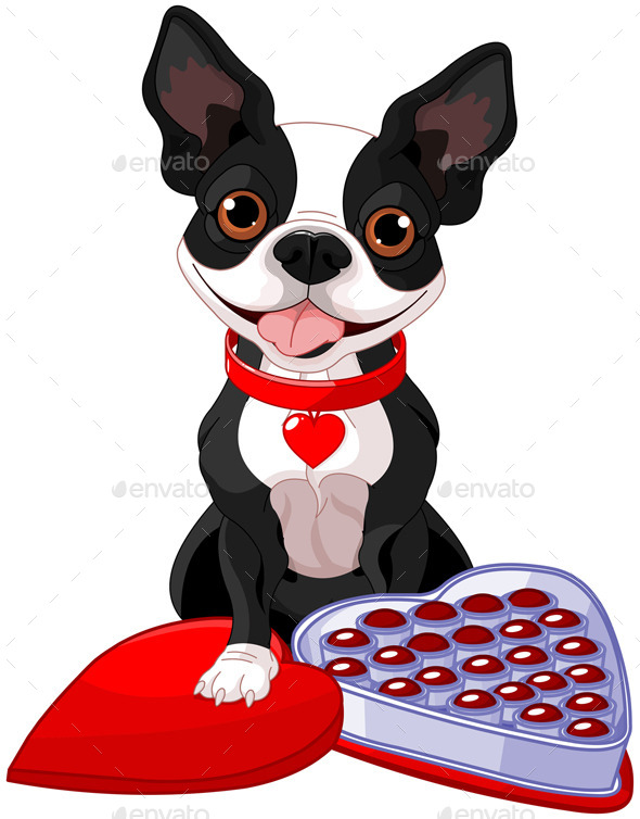 Valentine Day Boston Terrier