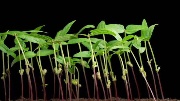 Time Lapse of Growth Mung Bean Plants