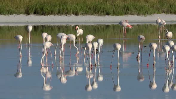 Foraging Greater Flamingos - Etosha National Park