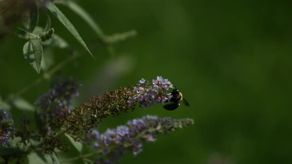 Bee in ultra slow motion 1500fps - INSECTS PHANTOM 006