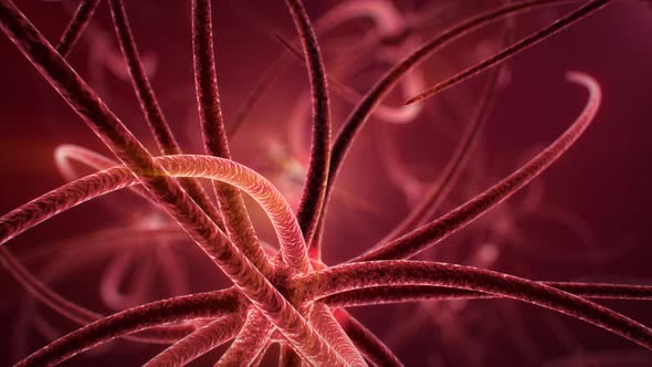 Animation of Signals in Nervous System alt